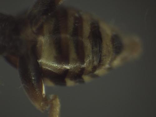 Réf. 316 767 : Nomada fucata